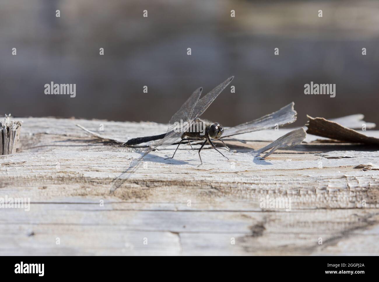 Black Darter Dragonfly, Timble Ings Stock Photo