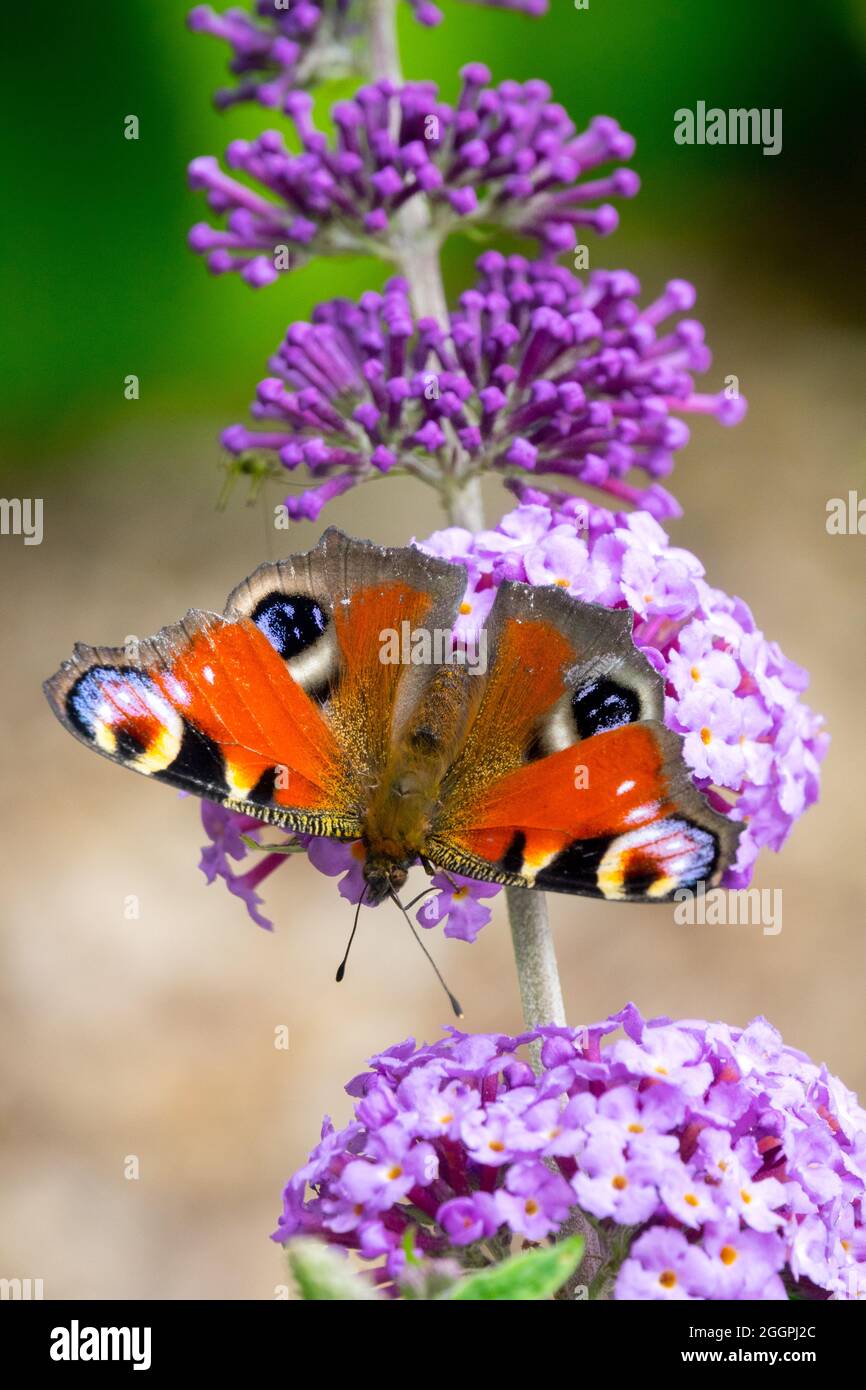 Peacock butterfly on flower Inachis io Aglais io Buddleja Peacock butterfly on Buddleia Stock Photo