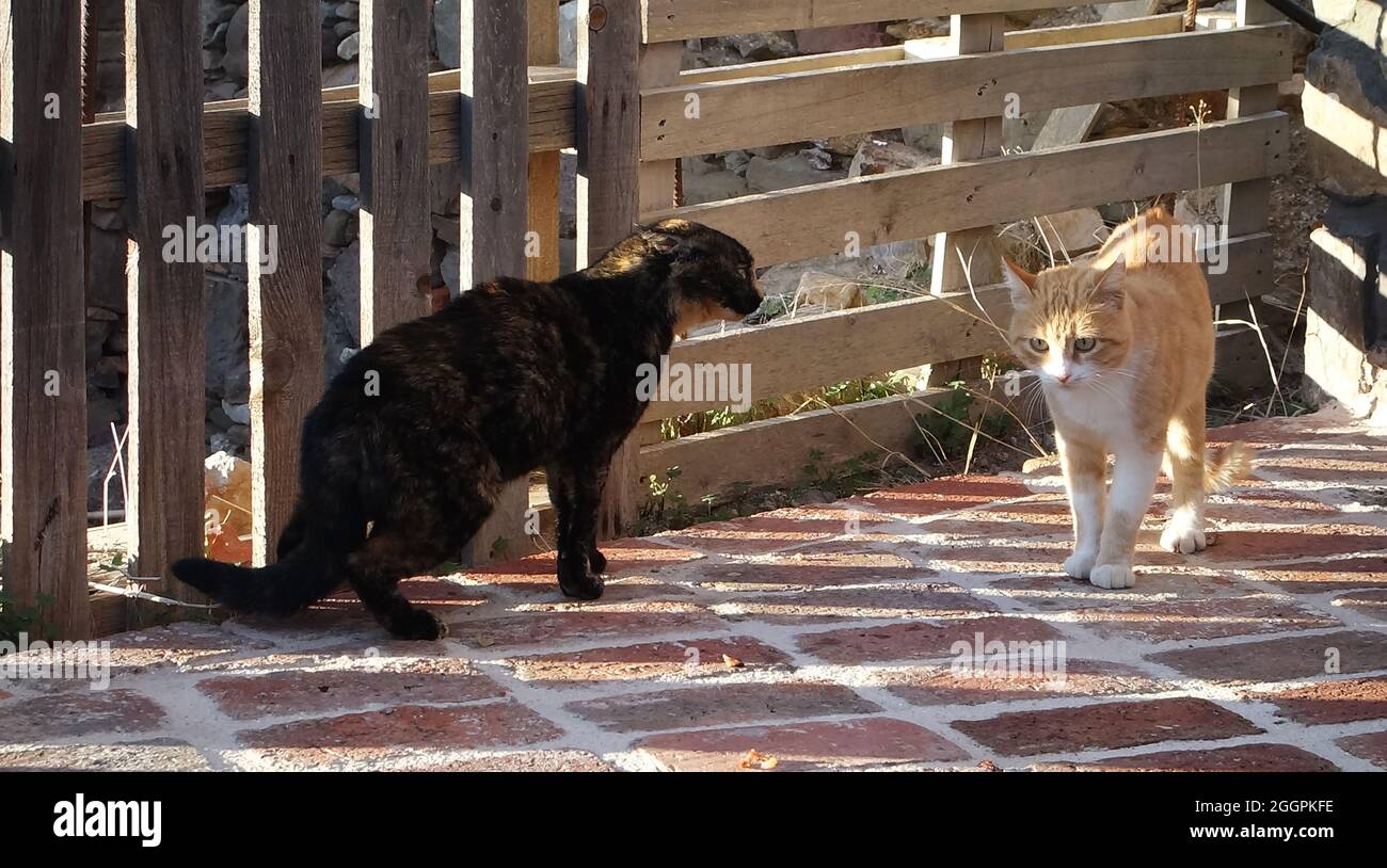 Two stray cats ready for battle. The one pretends to be indifferent