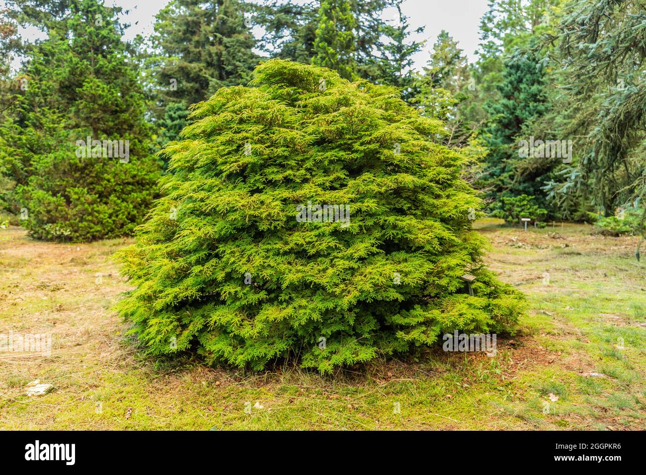 Solitaire Hinoki cypress or Japanese cypress, Chamaecyparis obtusa, native to central Japan and this specimen is in pinetum Ter Borgh Stock Photo