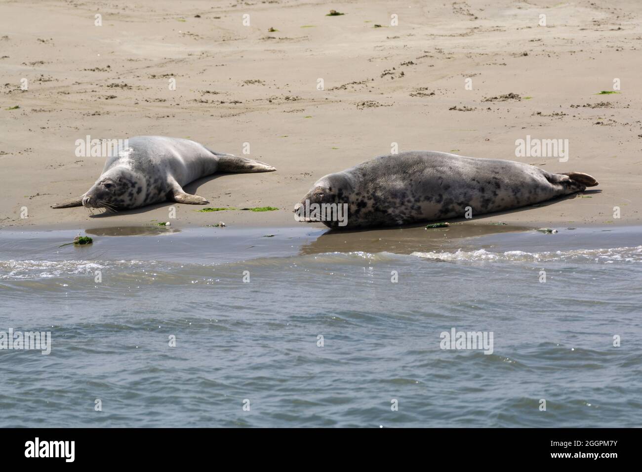 Animal collection, group of big sea seals resting on sandy beach during