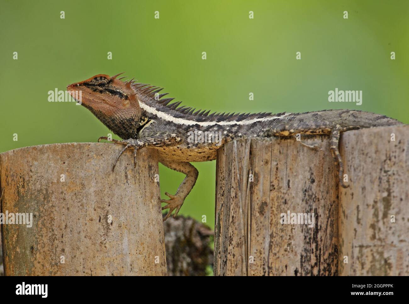 Forest Crested Lizard (Calotes emma) close up of adult male on fence Kaeng Krechen NP, Thailand               February Stock Photo