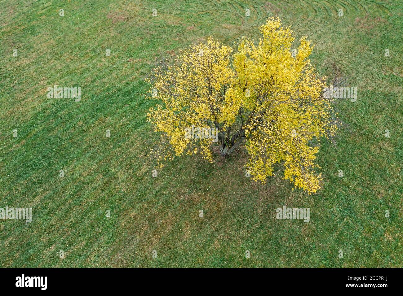 lonely tree with vibrant yellow foliage in the middle of a green field. aerial overhead view. Stock Photo
