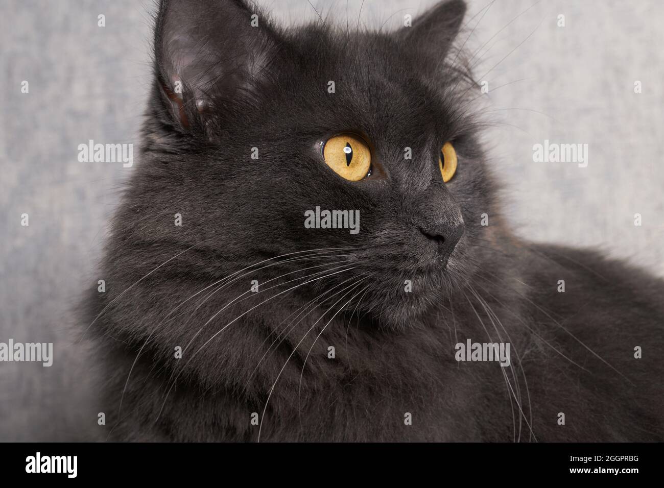 Beautiful Nibelung cat resting on a white background, carefully looking ahead. Stock Photo