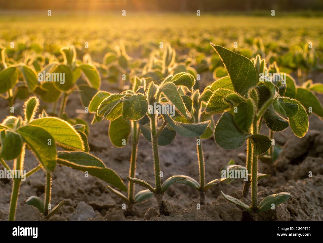 Young soy plants, growing in field, backlit by early morning light Stock Photo