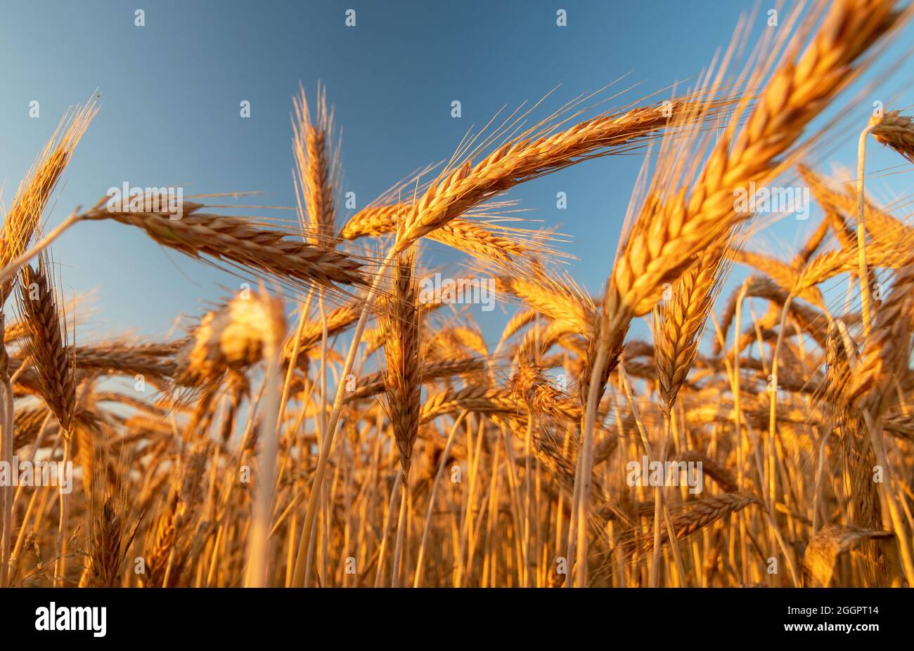 Close up of field of barley on a bright sunny day Stock Photo