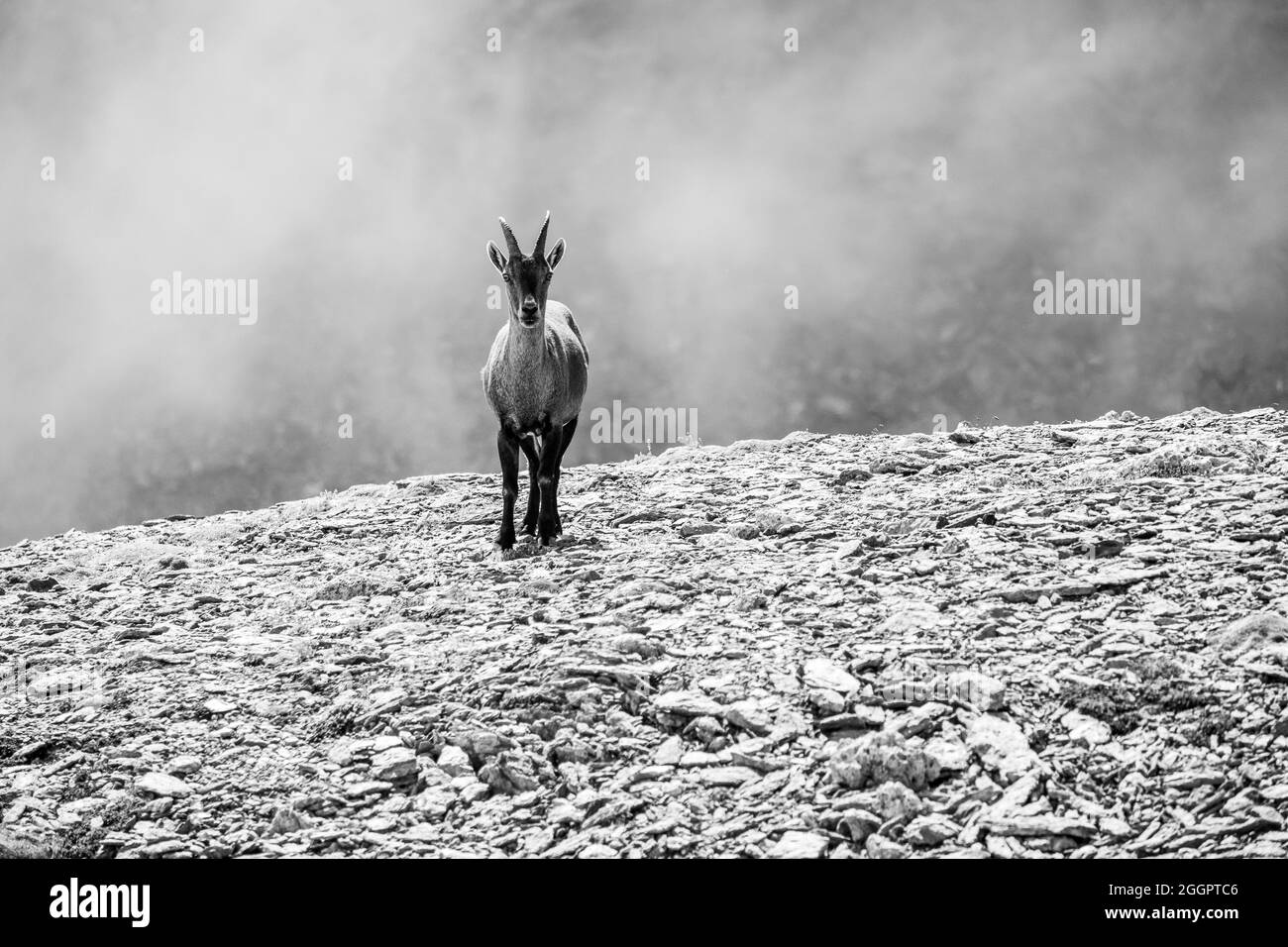 Chamois in mountains. Black and white Stock Photo - Alamy