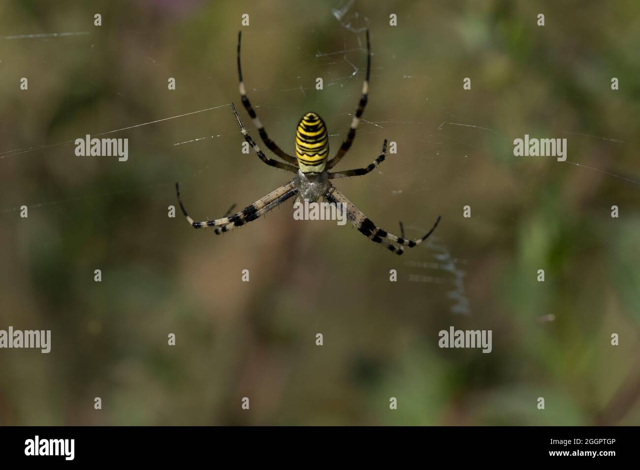 The spider species Argiope aurantia is commonly known as the yellow garden spider,[2][3] black and yellow garden spider,[4] golden garden spider,[5] w Stock Photo