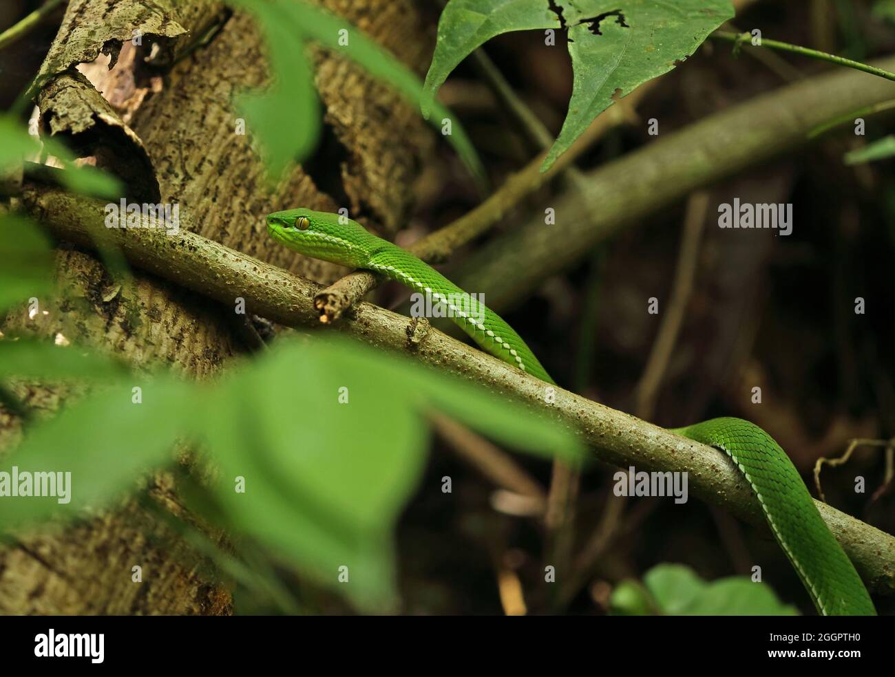 White-lipped Pit-viper (Cryptelytrops albolabris) close up of adult male near Kaeng Krachan, Thailand            May Stock Photo
