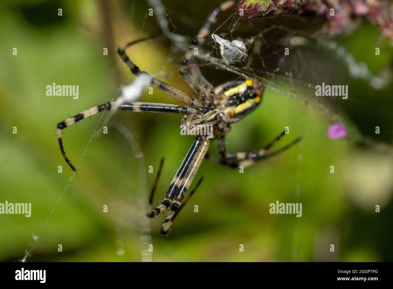 The spider species Argiope aurantia is commonly known as the yellow garden spider,[2][3] black and yellow garden spider,[4] golden garden spider,[5] w Stock Photo