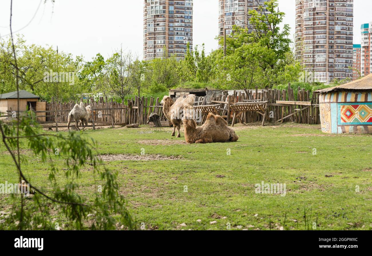 Krasnodar, Russia-may 03, 2021: Three camels in a zoo against the backdrop of high-rise apartment buildings. Safari Park Zoo Stock Photo