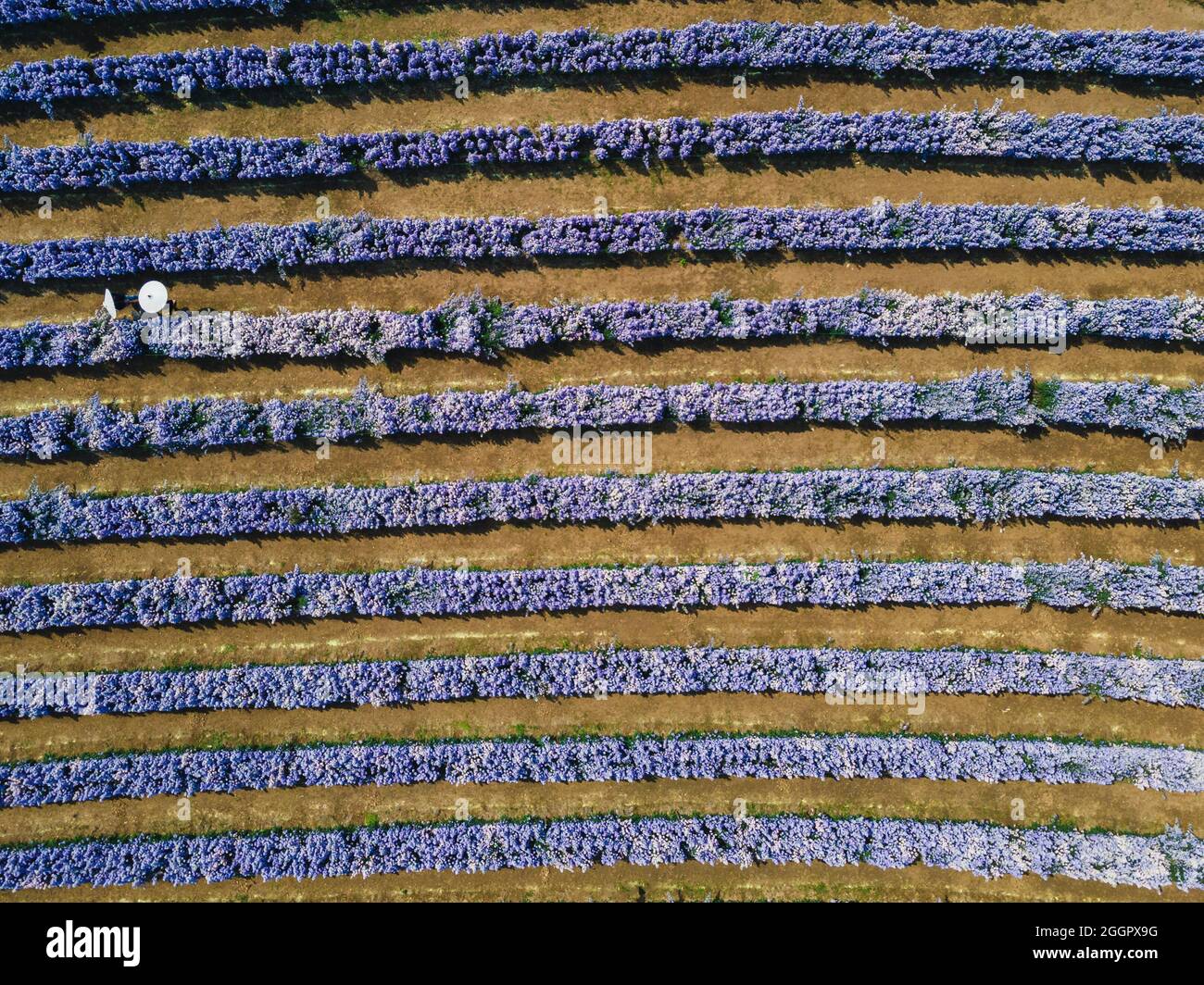 Margaret field hi-res stock photography and images - Alamy