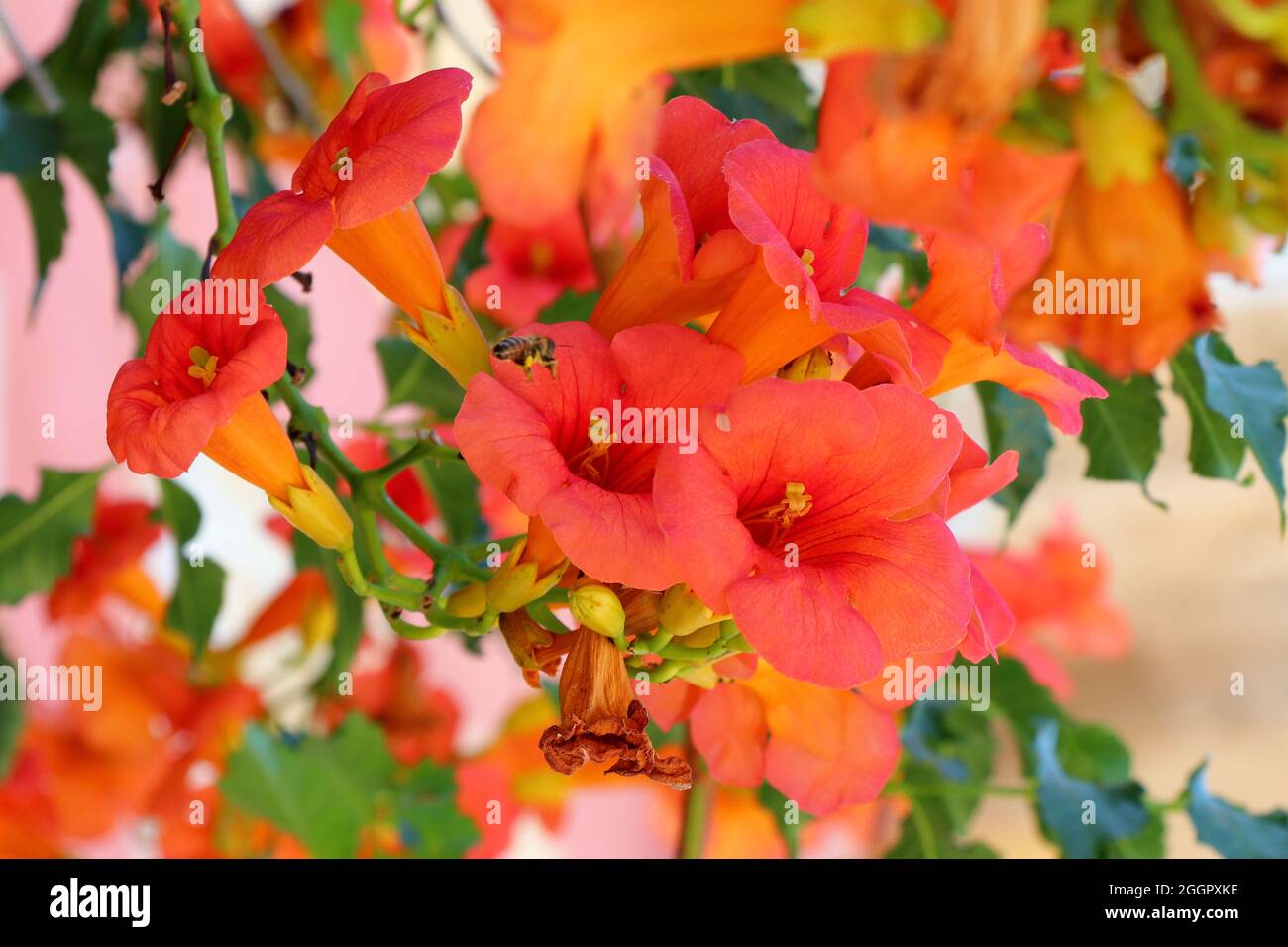 Blooming of Campsis Grandiflora or Chinese trumpet vine Stock Photo