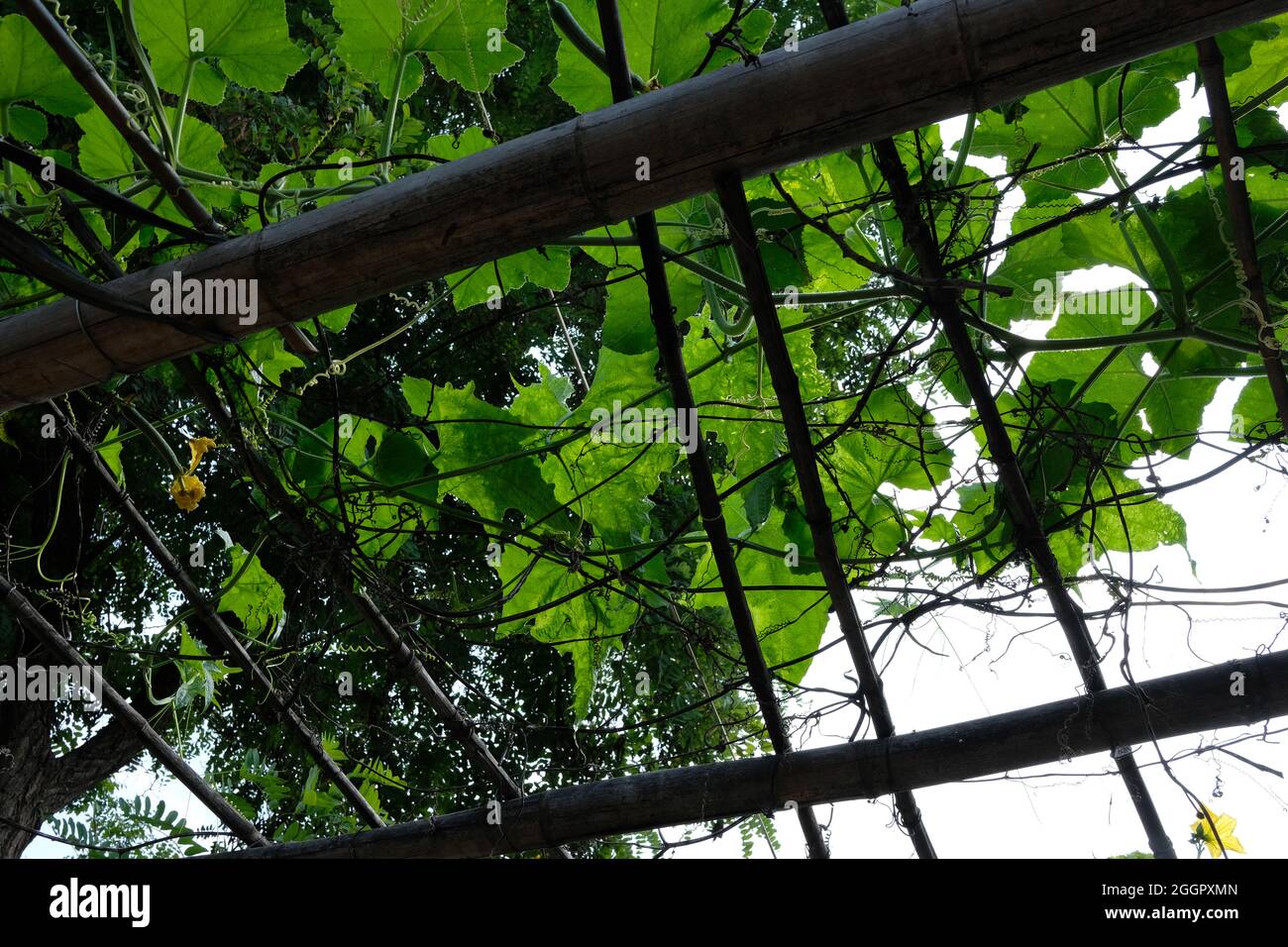 The green vines on the bamboo frame, this quiet and peaceful scene. Stock Photo