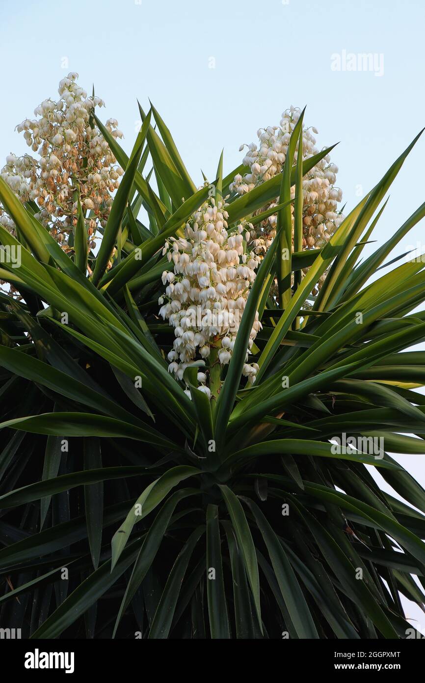 Blooming of Yucca aloifolia or Spanish bayonet. Flowering plant. Stock Photo