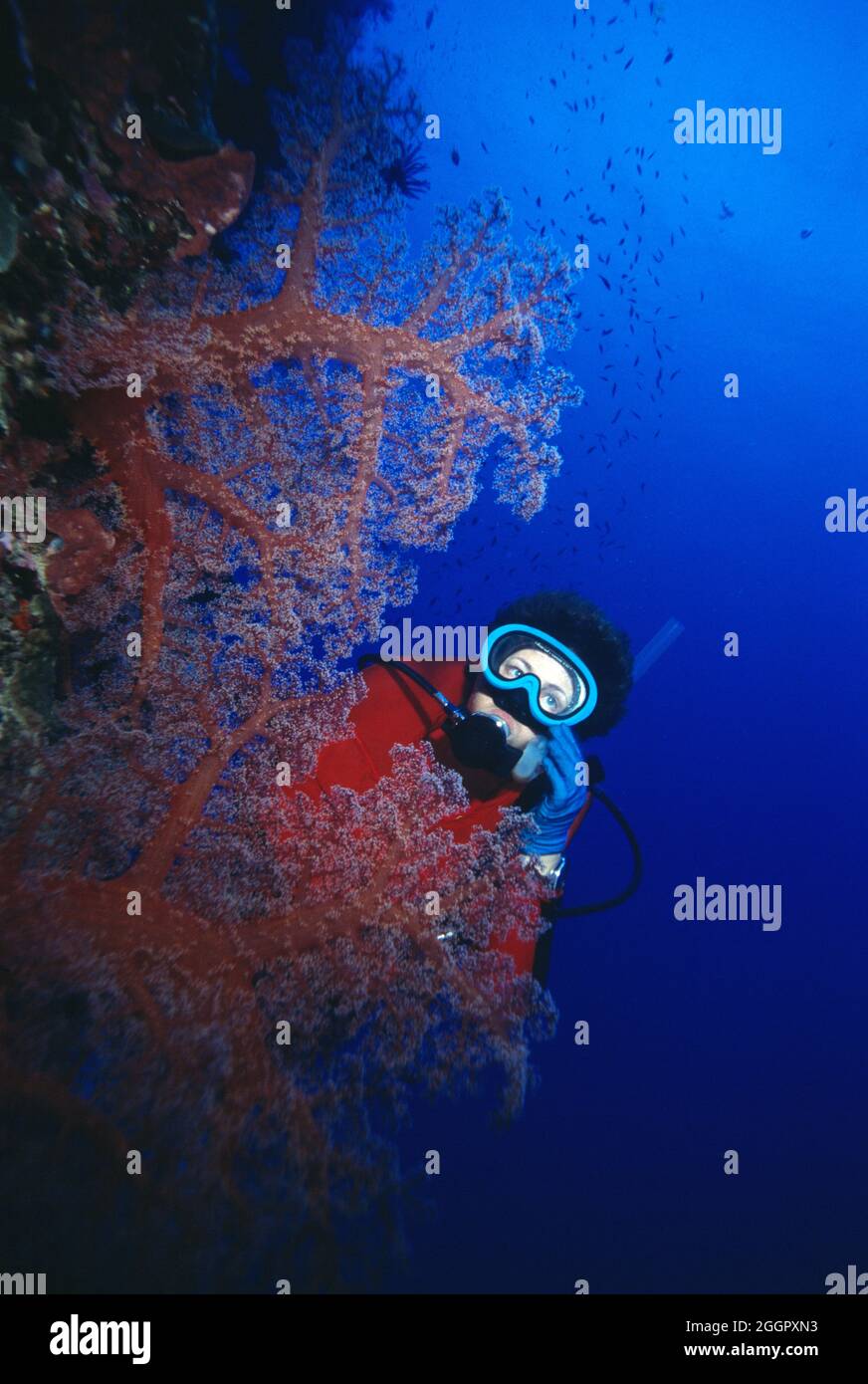 Papua New Guinea.  Kimbe Bay. Scuba diver underwater. Gorgonian Coral. Stock Photo
