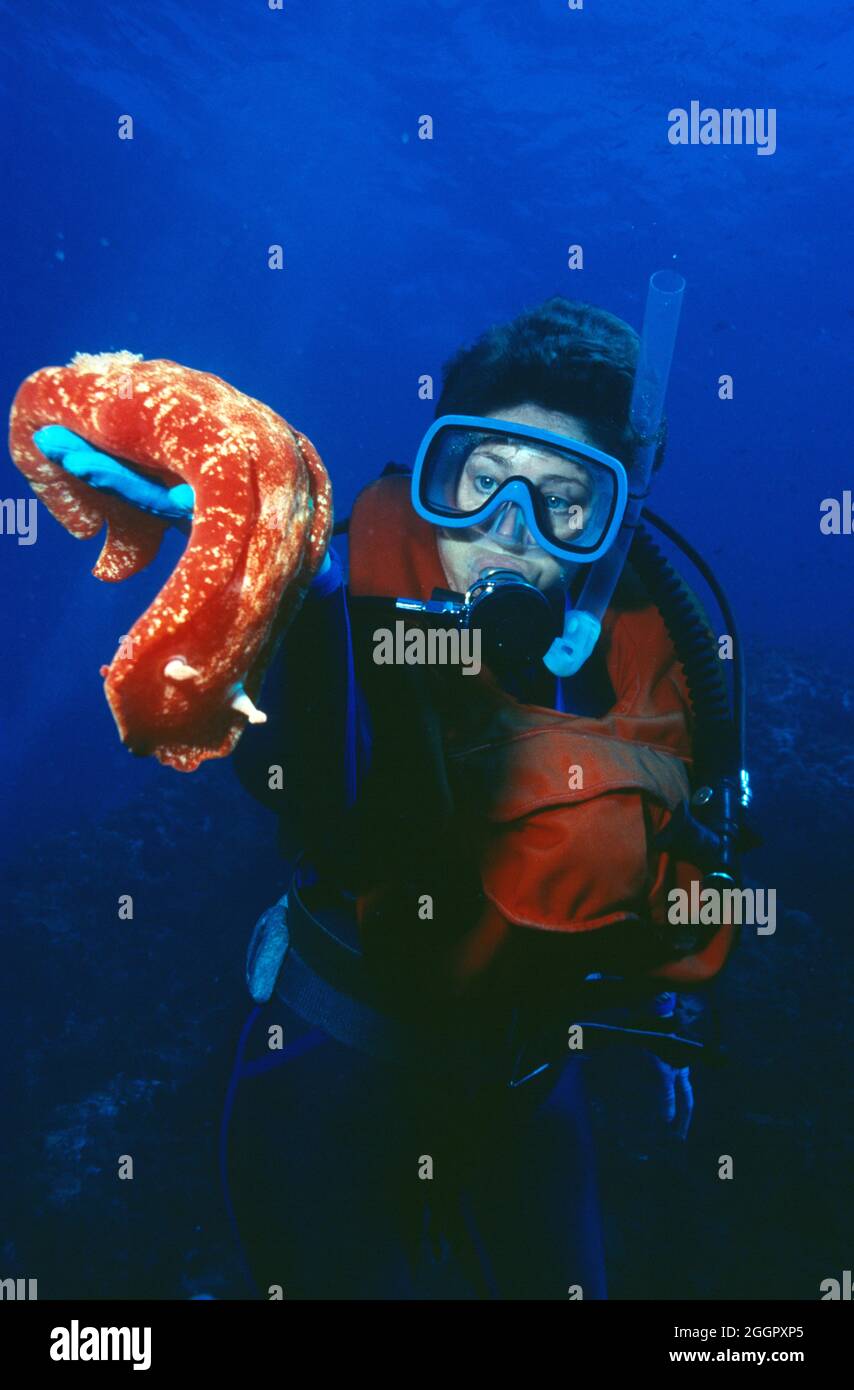 Australia. New South Wales. Jervis Bay. Scuba diver underwater holding Spanish Dancer. Stock Photo