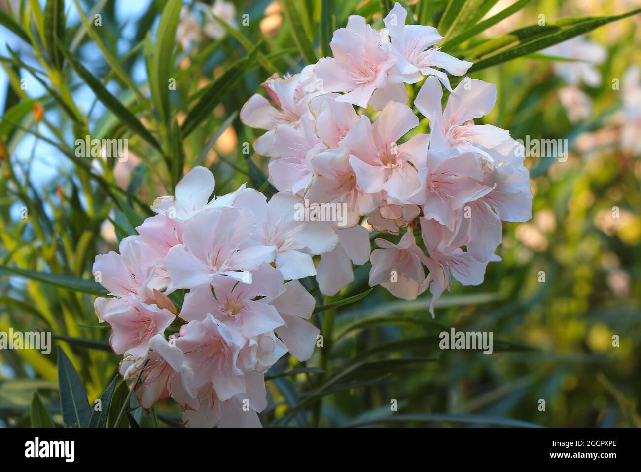 Light Pink Oleander Flowers.  Light Pink Nerium Oleander Dogbane Blooming. Stock Photo
