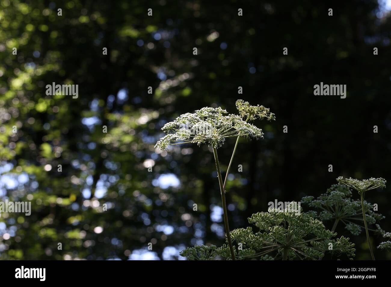 Hite flowering plant caraway or meridian fennel Stock Photo