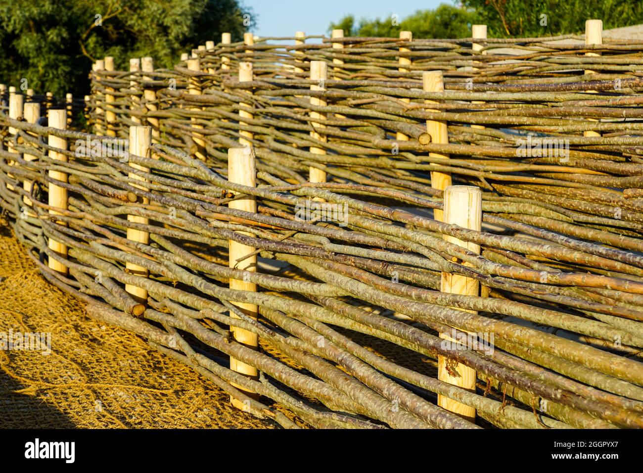 a new wicker willow branch barrier to protect the beach infrastructure