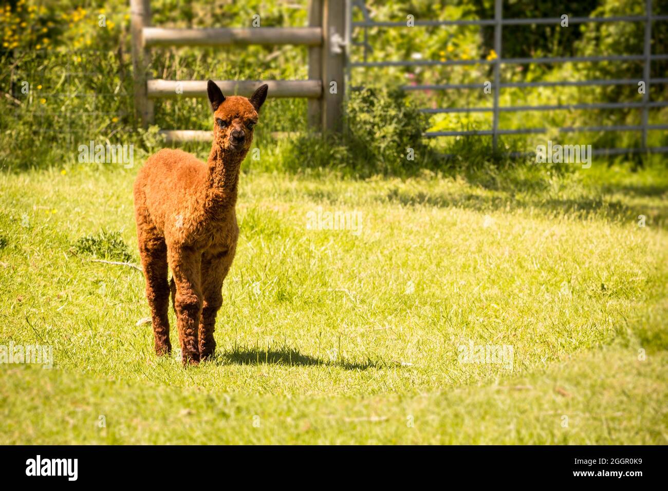 Brown alpaca llama baby on the farm Stock Photo