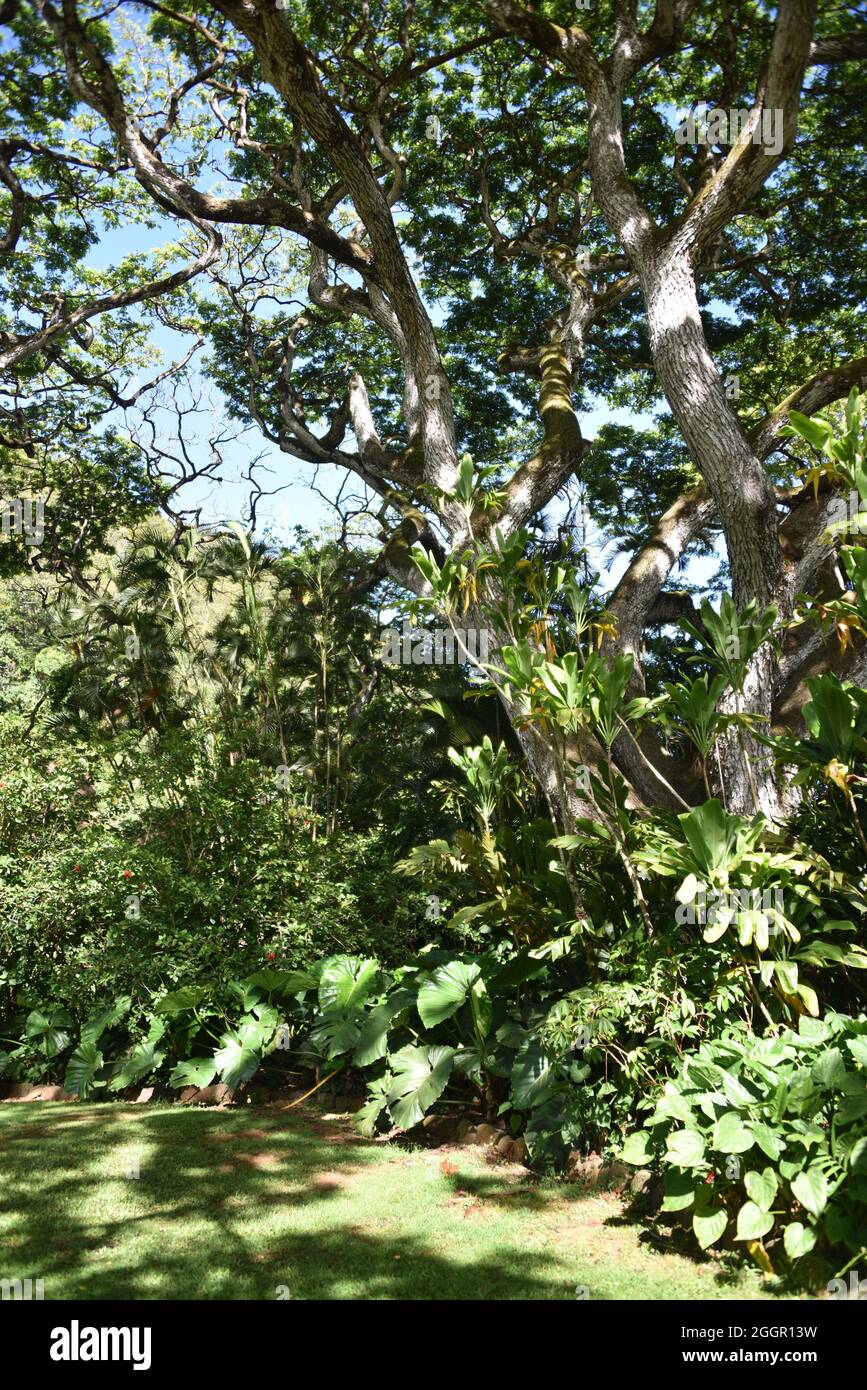 Oahu, HI U.S.A. 6/4&7/2021. Waimea Valley Visitors Center. Waimea