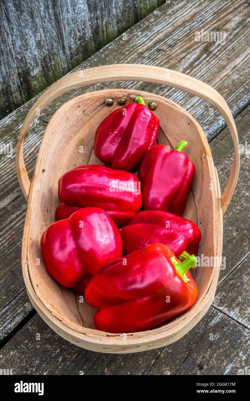 A trug containing picked home grown peppers,Capsicum annuum 'Bendigo', from the greenhouse. Stock Photo