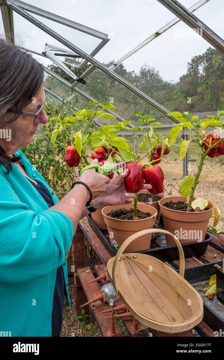 A woman picks Bendigo F1 peppers, Capsicum annuum, growing in a greenhouse. Stock Photo