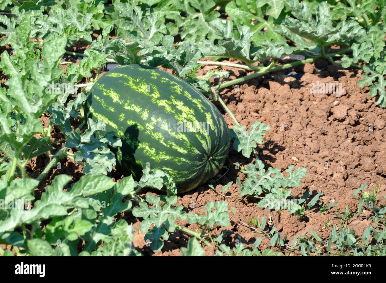Watermelon-Citrullus lanatus- in garden Stock Photo