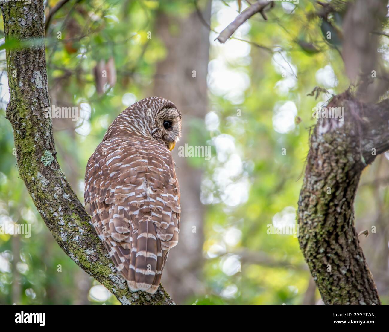 A barred owl perched in a the hunting for food-looking down Stock Photo
