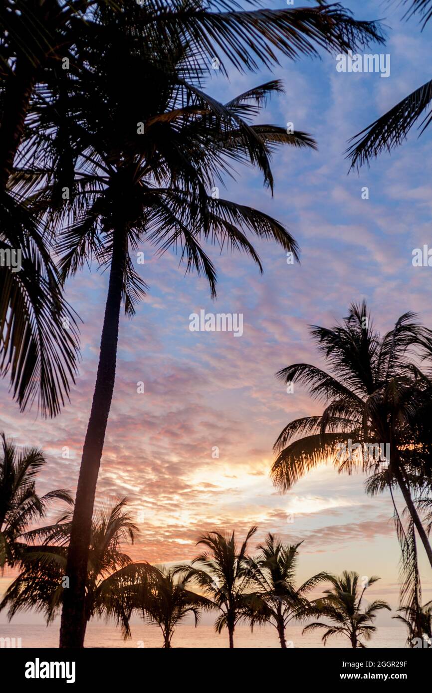 Palms on a beach in Kourou, French Guiana Stock Photo