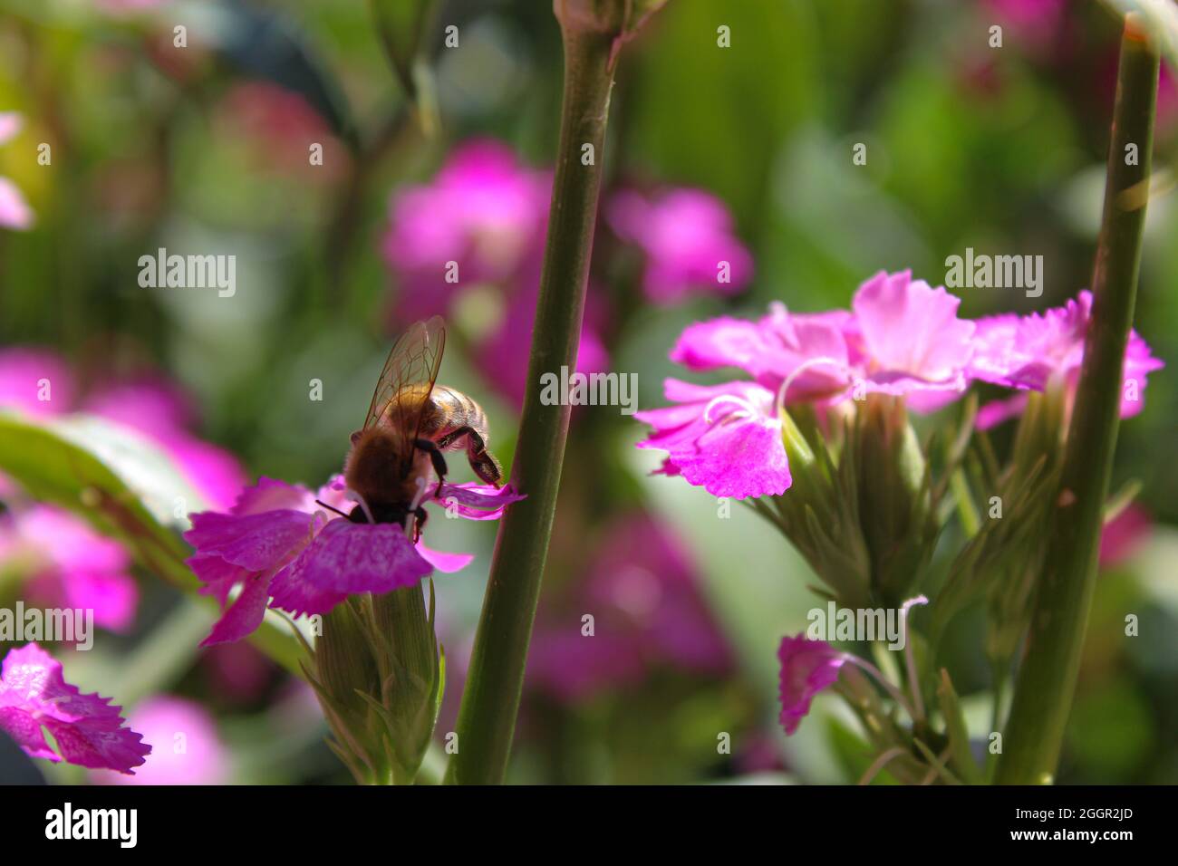 Nectar Bee on Flowers (Sweet William) Stock Photo