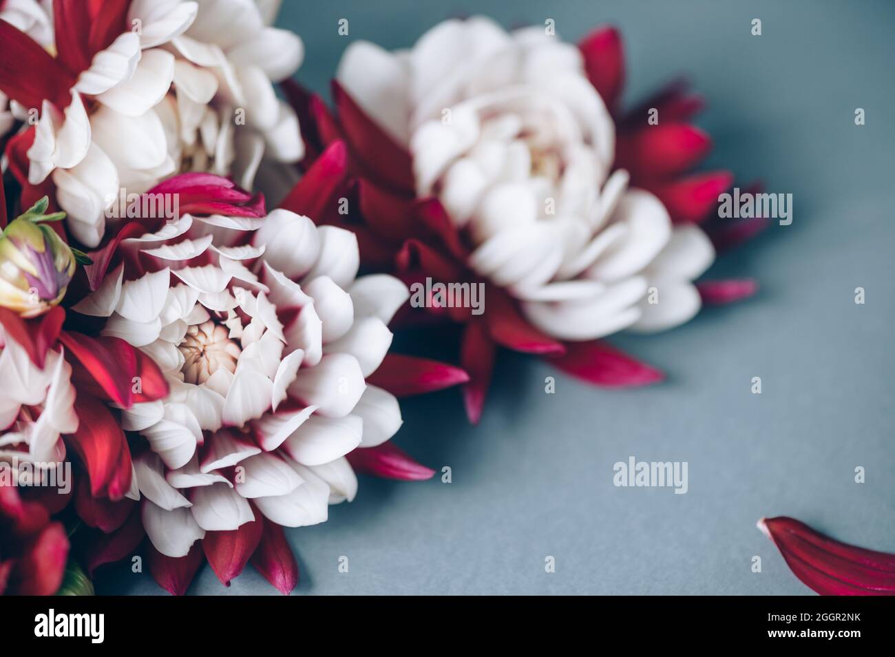 bunch-of-red-and-white-dahlias-stock-photo-alamy