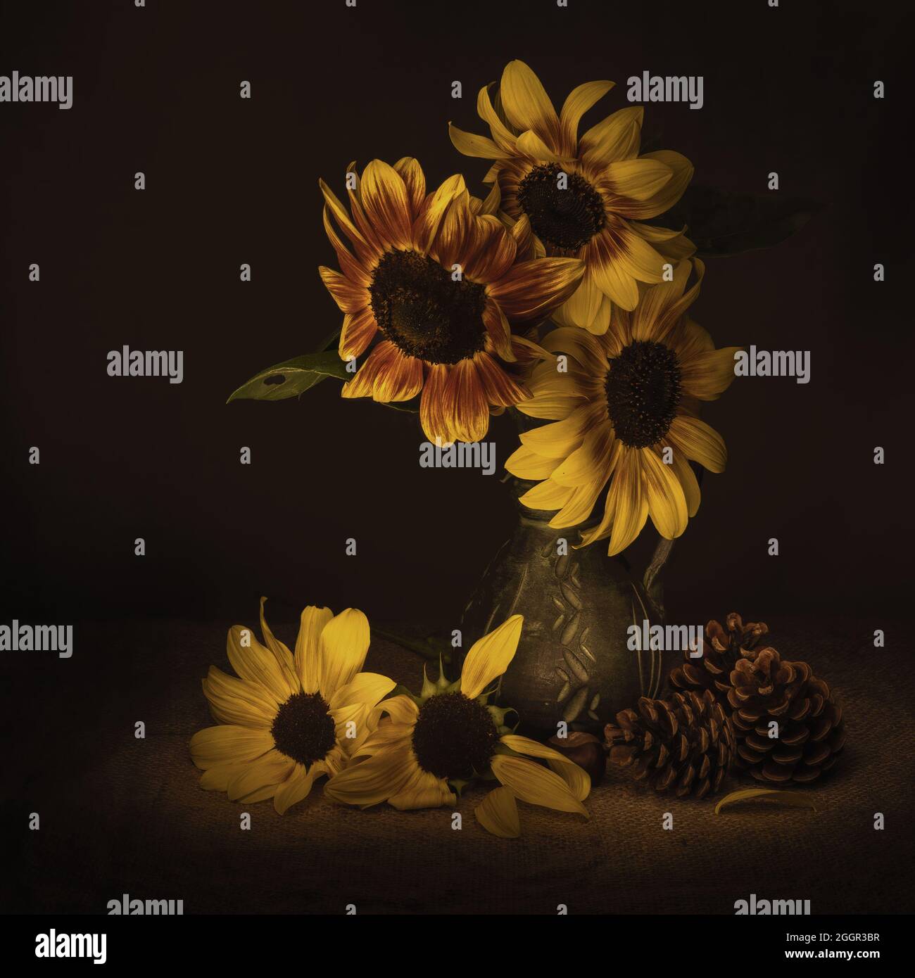 Melancholy sunflowers. Stock Photo