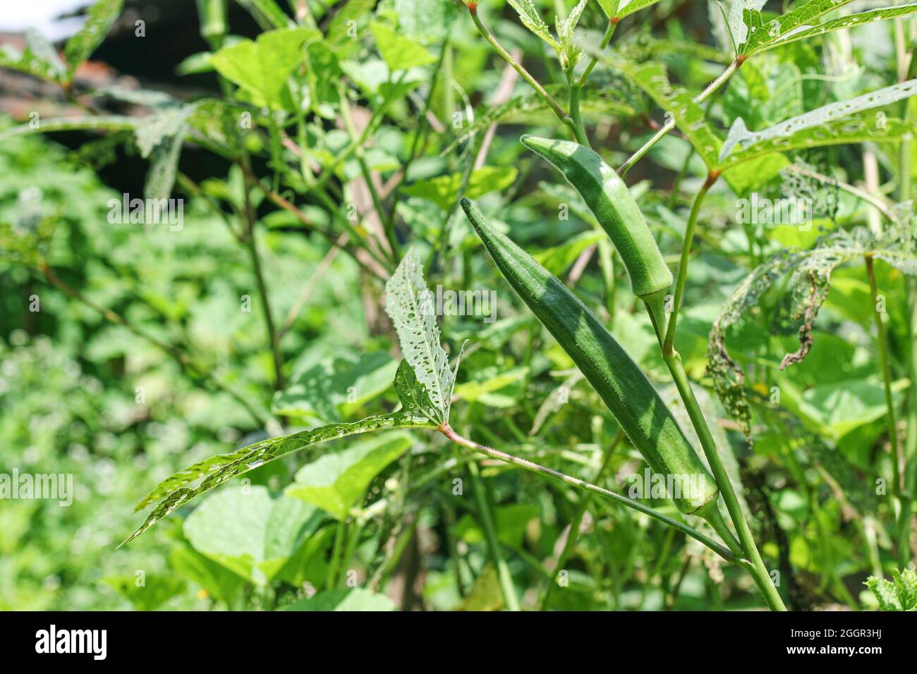 fresh Lady Fingers, Bhindi, Okra, Abelmoschus, Esculentus, ochro, gumbo vegetable with flowers growing in the farm. Selective focus, India, Mumbai, Ma Stock Photo