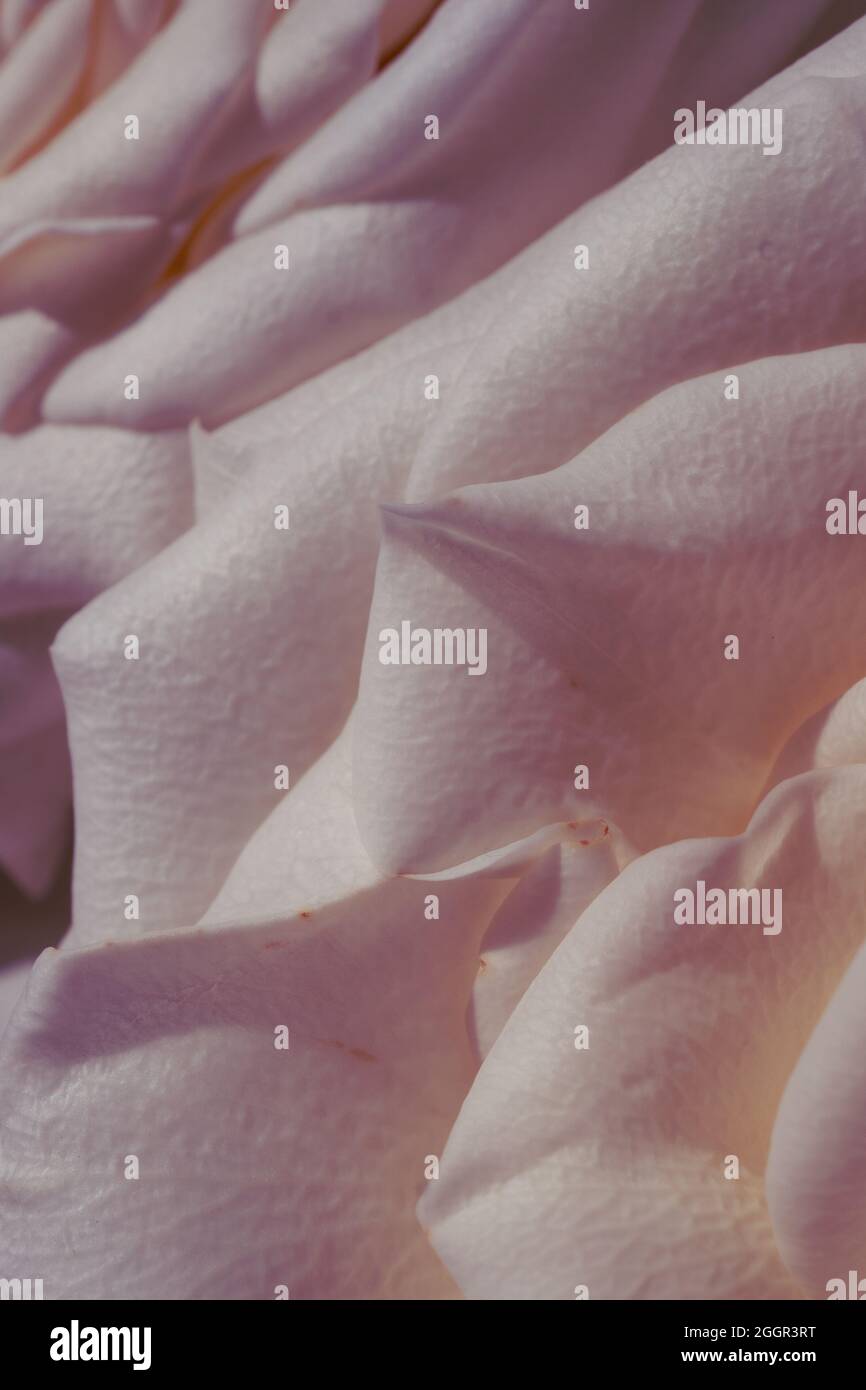 Petals close hires stock photography and images Alamy