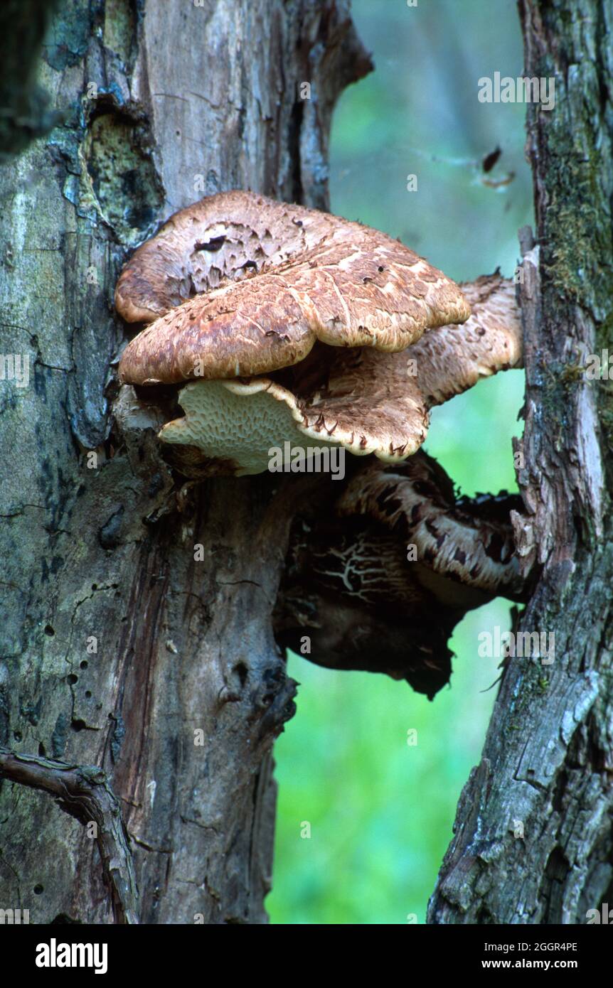 Mushrooms reach out and span the distance between two trees in the forest. Stock Photo