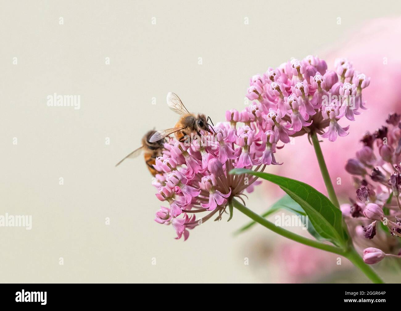 Closeup of a Honey Bee collecting nectar with its tongue atop a Swamp Milkweed flower, with a second bee close behind. Stock Photo