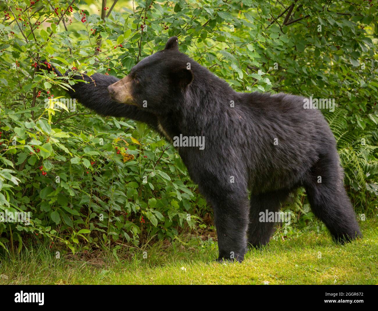 WARREN, VERMONT, USA - American black bear browsing for chokecherries. Ursus americanus Stock Photo