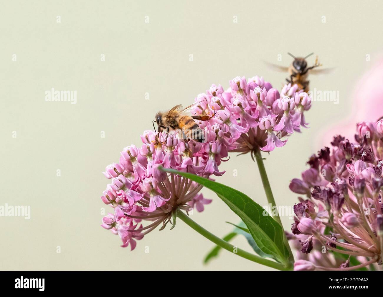 Closeup of a Honey Bee with pollinia, or the sticky pollen granules that can attach to the bee's legs from the Swamp Milkweed flower. Stock Photo