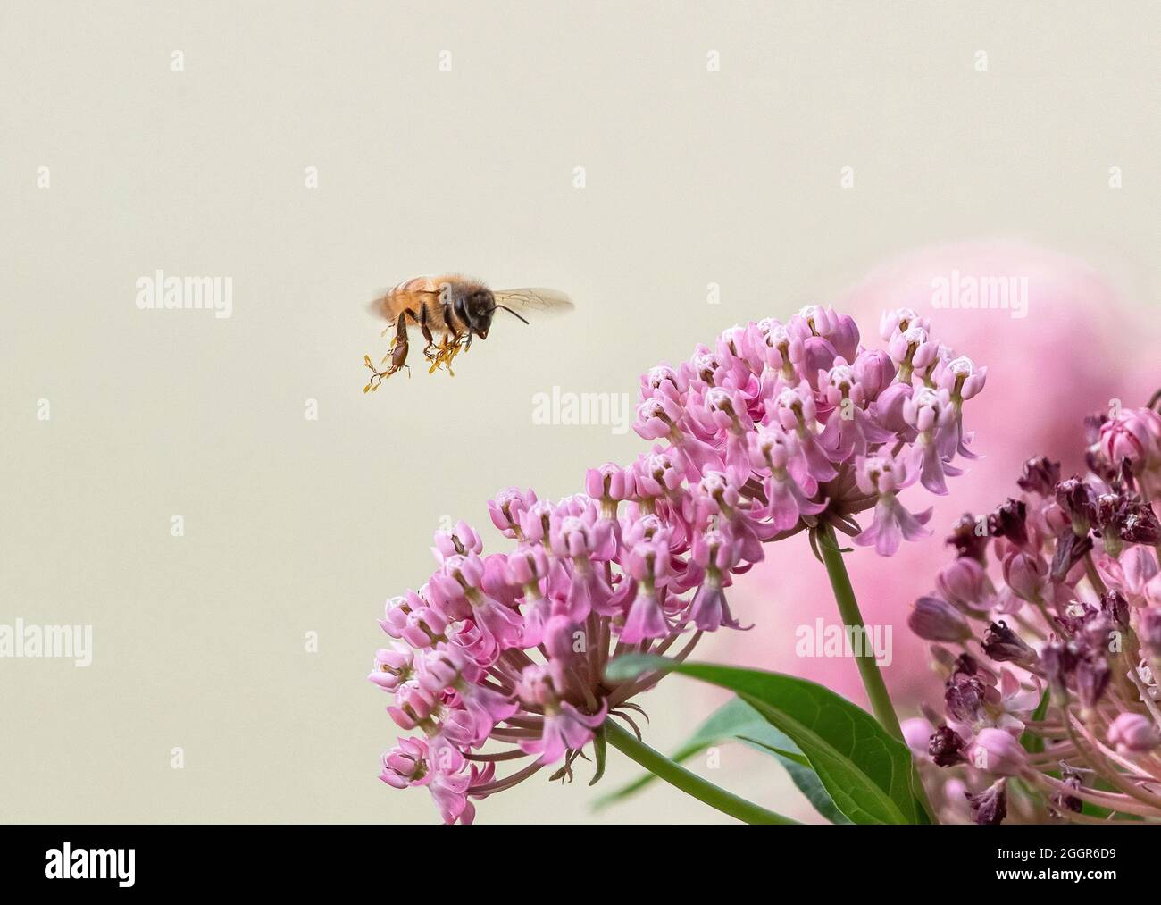 Closeup of a honeybee in flight with attached pollen granules, or pollinia, dangling in the breeze as it looks to land. Stock Photo