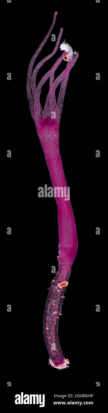 Hydra vulgaris, stained specimen with captured prey Stock Photo