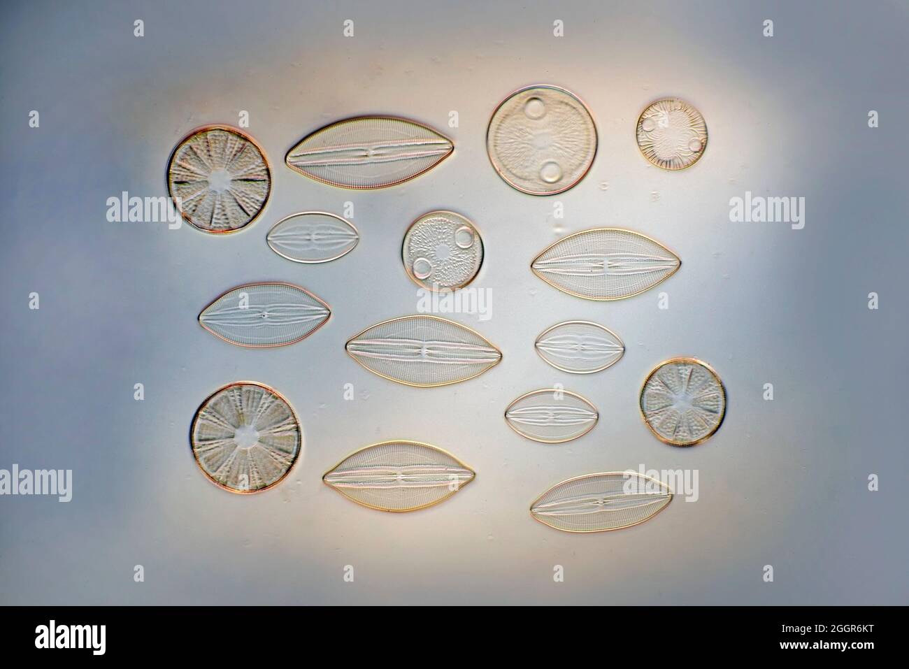 Diatoms mixed species selection, Ibo, East Africa Stock Photo