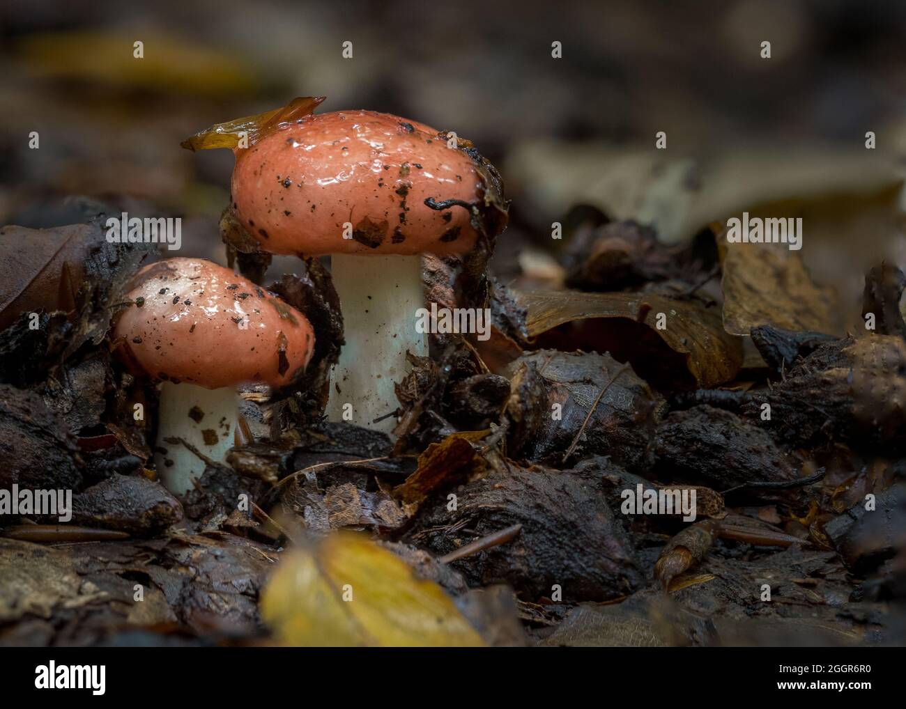 mushroom in the rainy autumn forest, phallus Stock Photo