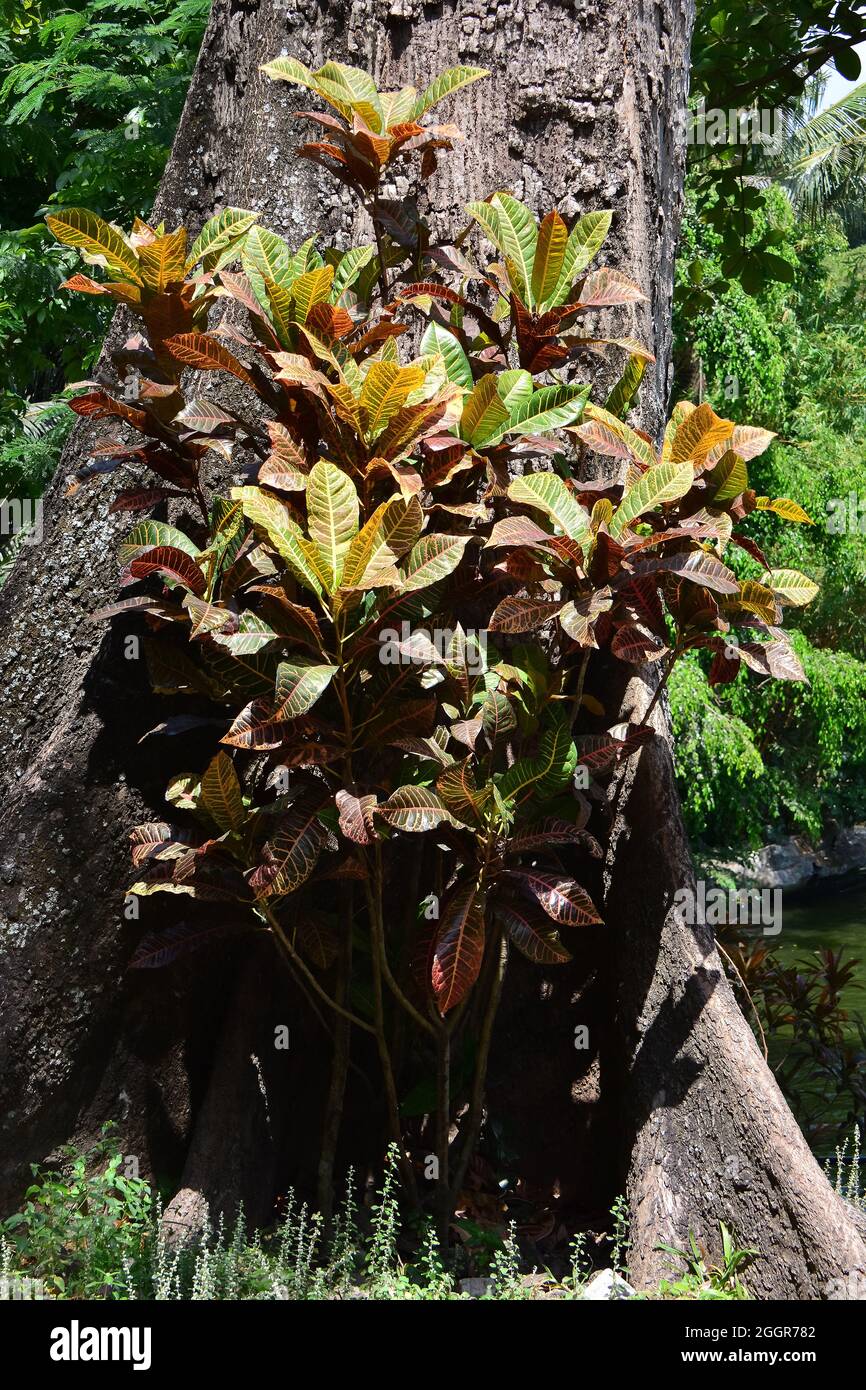 fire croton, garden croton, variegated croton, Kroton, Wunderstrauch, Codiaeum variegatum, csodacserje, Indonesia, Asia Stock Photo