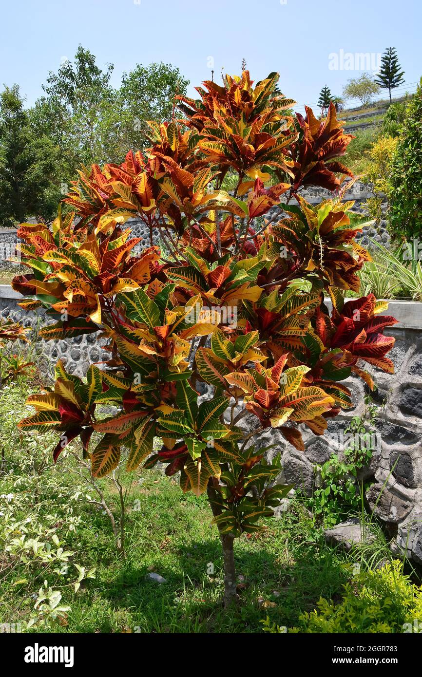 fire croton, garden croton, variegated croton, Kroton, Wunderstrauch, Codiaeum variegatum, csodacserje, Indonesia, Asia Stock Photo