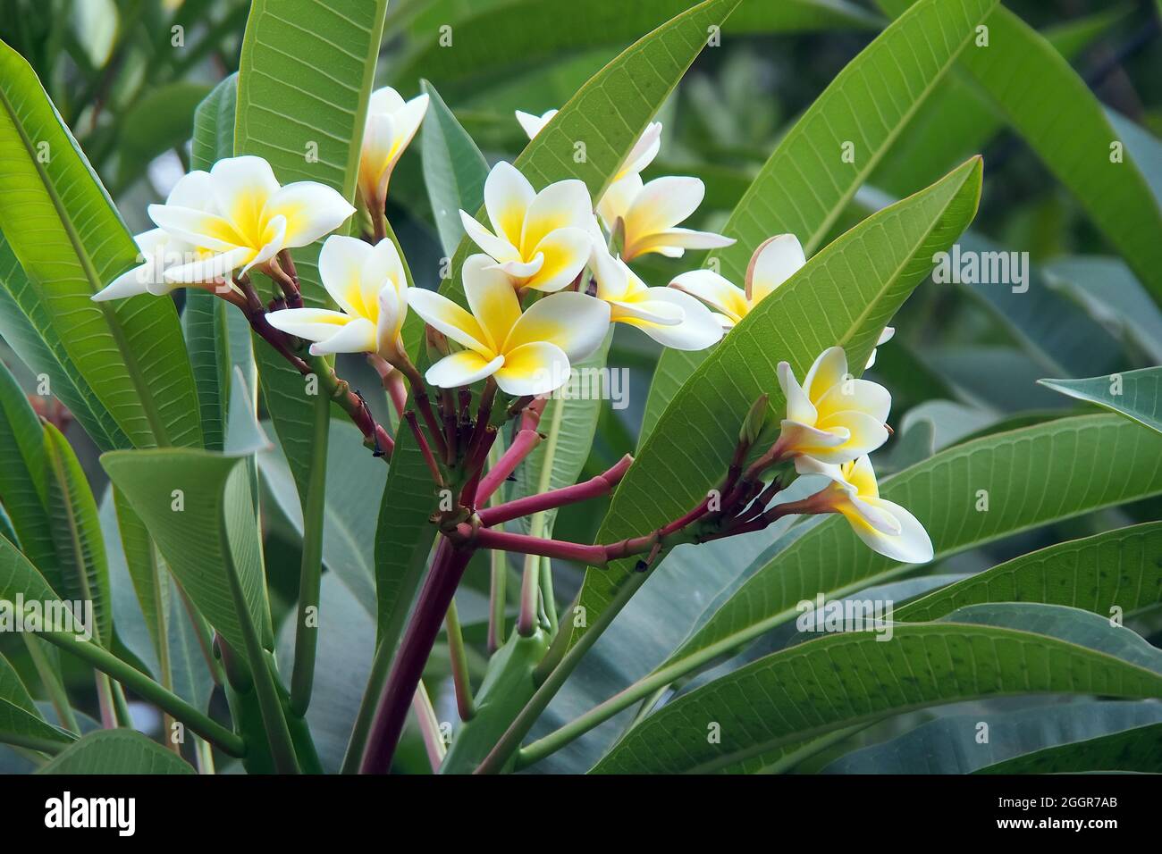 frangipani, redjasmine, red frangipani, common frangipani, temple tree, Rote Frangipani