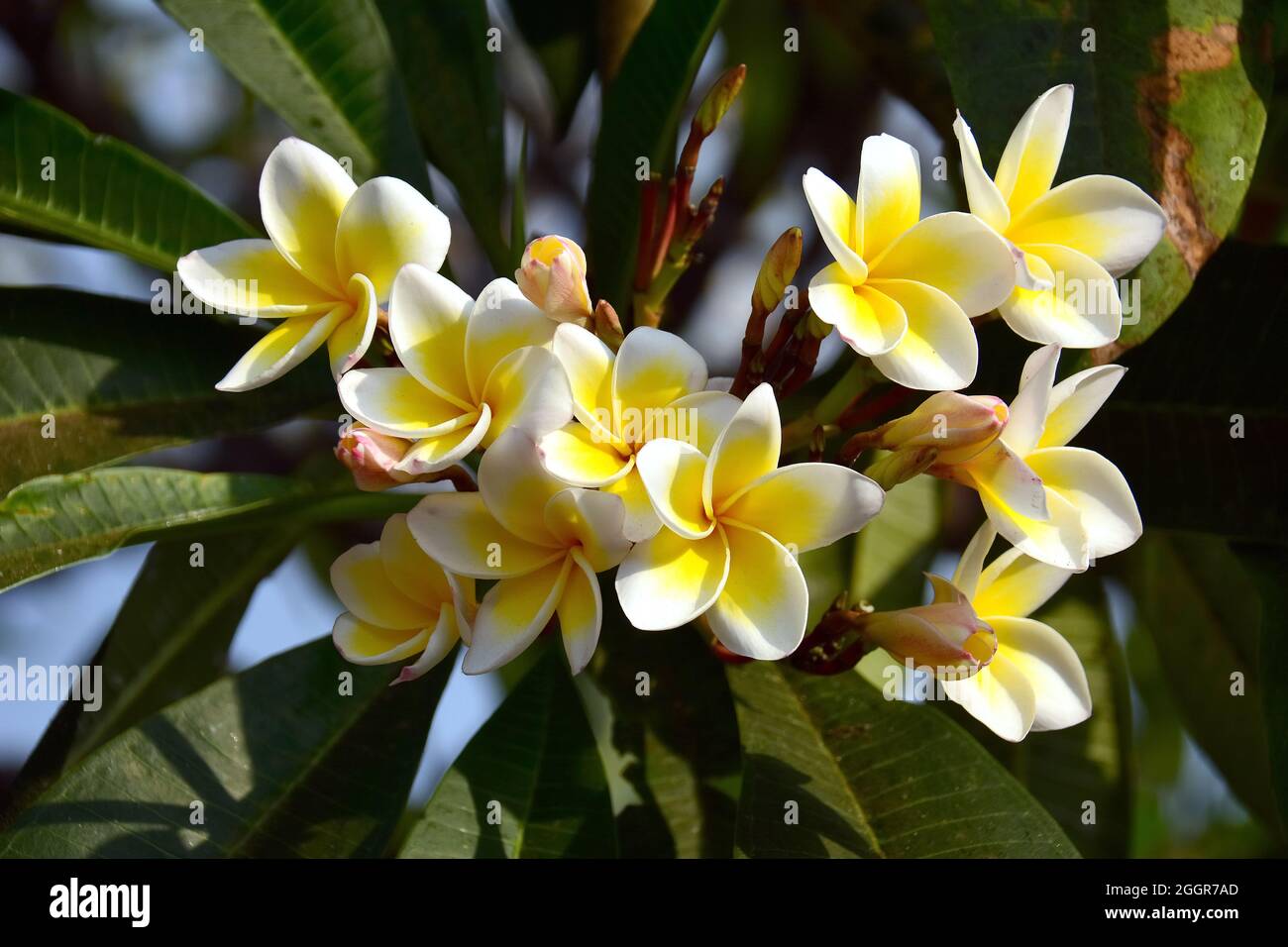frangipani, redjasmine, red frangipani, common frangipani, temple tree, Rote Frangipani
