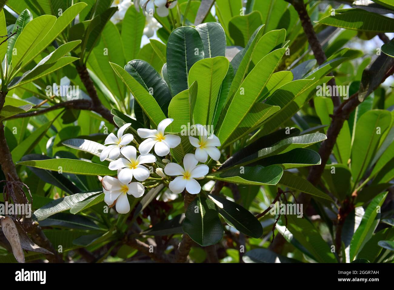 frangipani, redjasmine, red frangipani, common frangipani, temple tree, Rote Frangipani