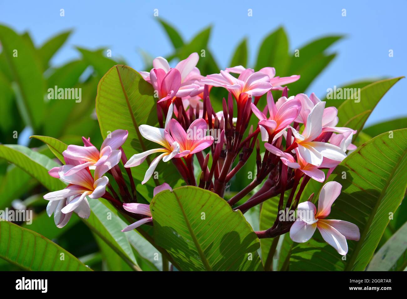 frangipani, redjasmine, red frangipani, common frangipani, temple tree, Rote Frangipani